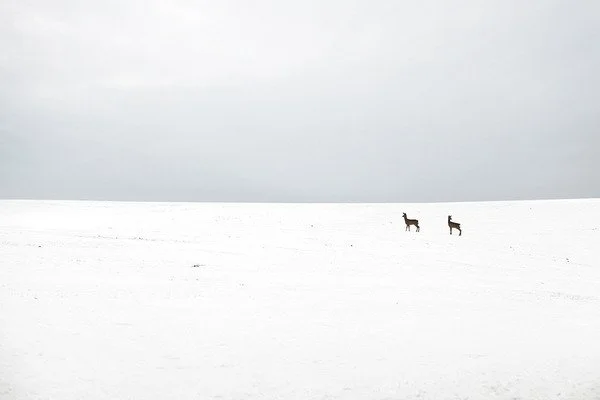 [2020-03-30] 614023998890819584  - 4.jpg