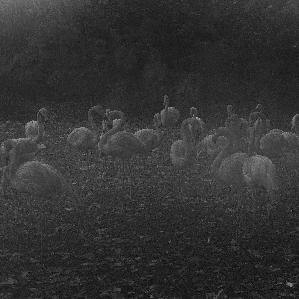 [2020-03-31] 614099513942163456  - 9.jpg