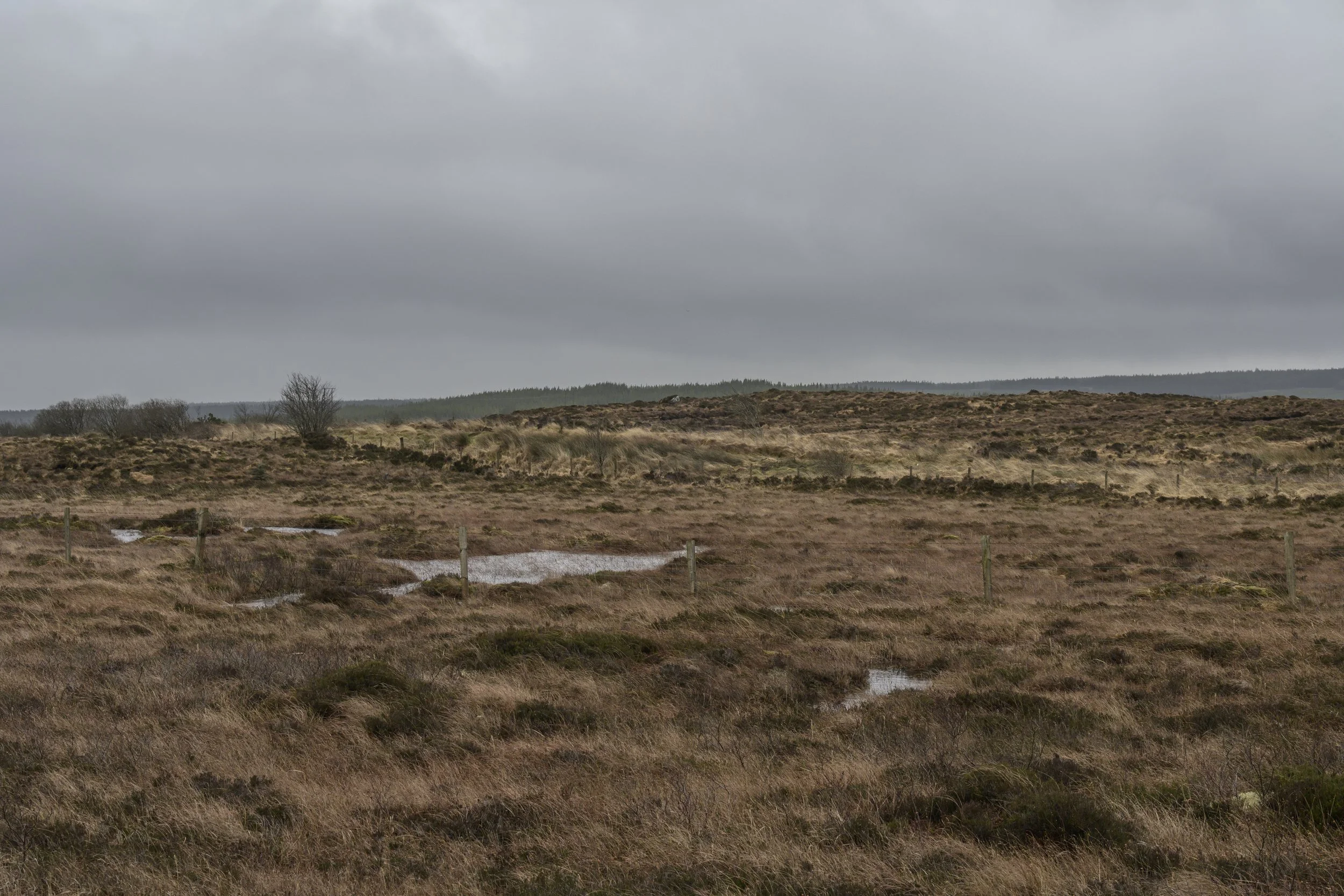 Dividing Lines 7 - boglands