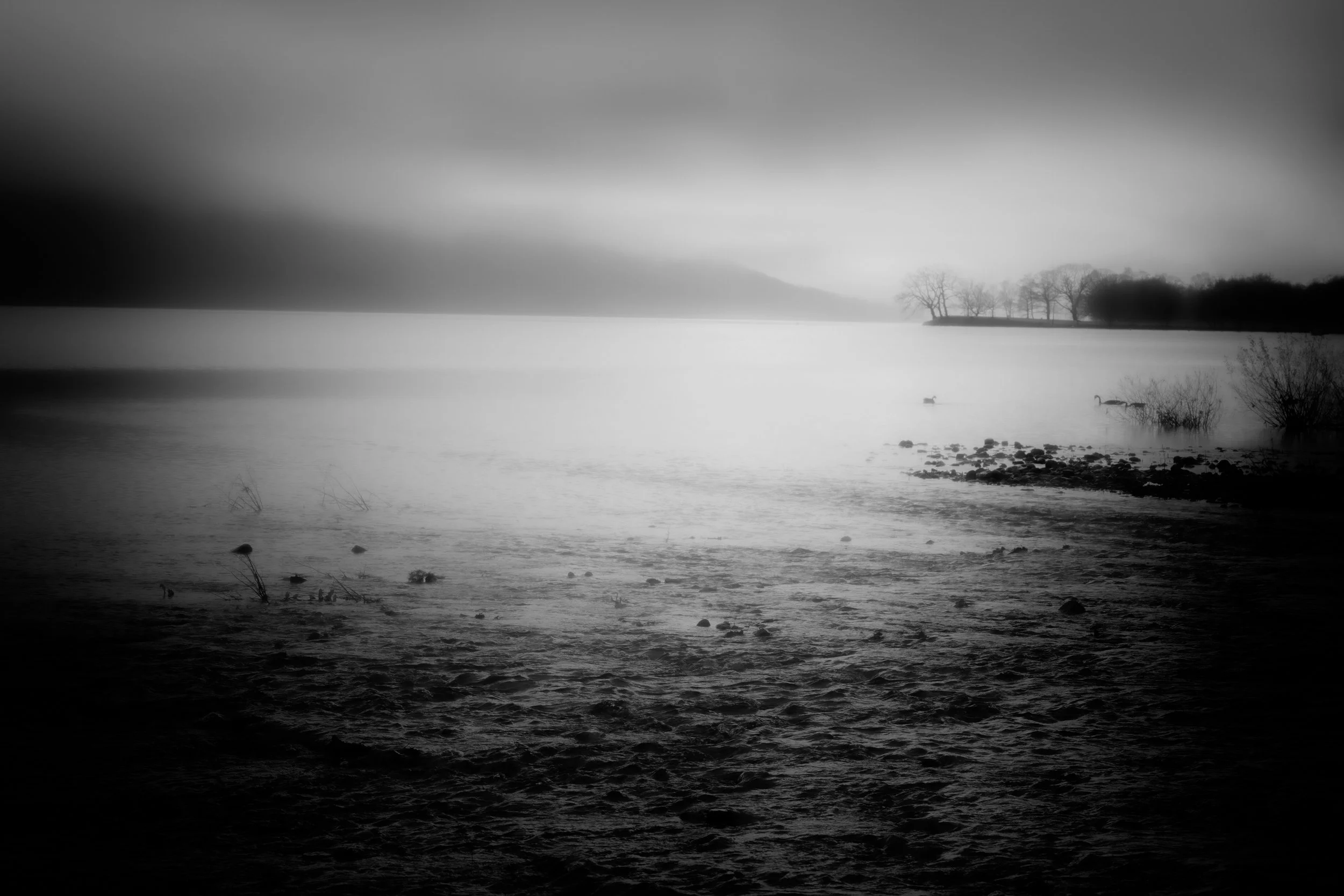 Black and white photo of a foggy lake with ducks swimming near the shore, trees in the distance, and rocks along the water's edge.