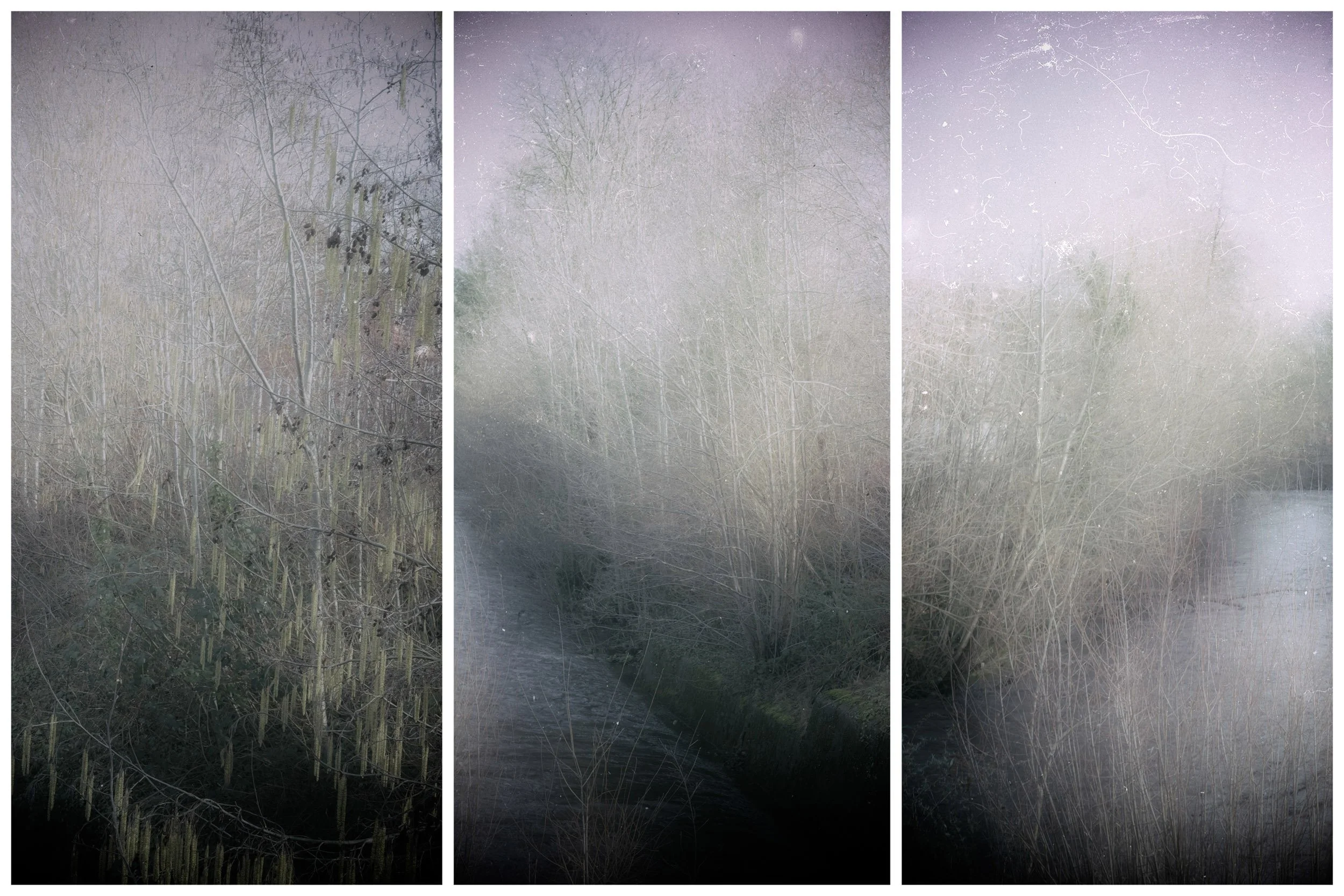 Sheffield River a city river in a corner of the City, a jewel of nature amongst the Urban, with catkins and flowing water - a large triptych