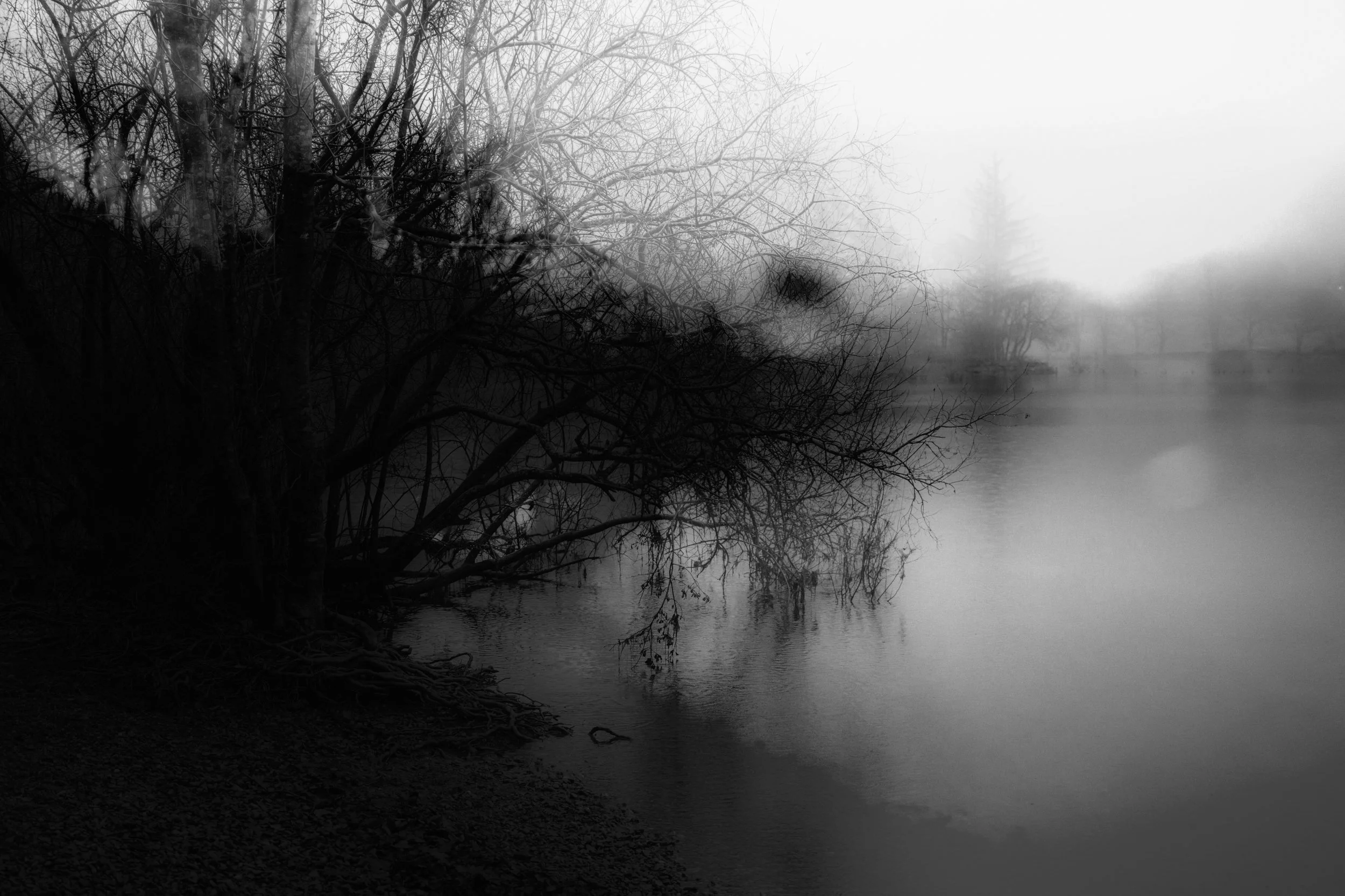 A black and white photograph of a foggy lakeside scene with leafless trees  curving and stretching out over the water.