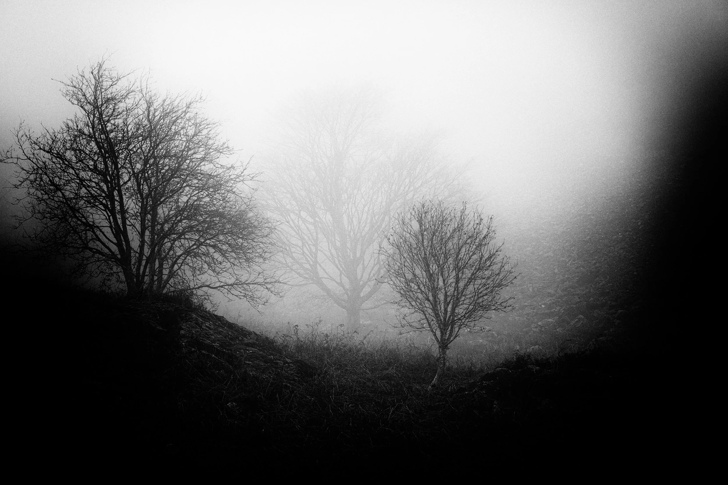 Black and white photo of three leafless trees on a foggy landscape.