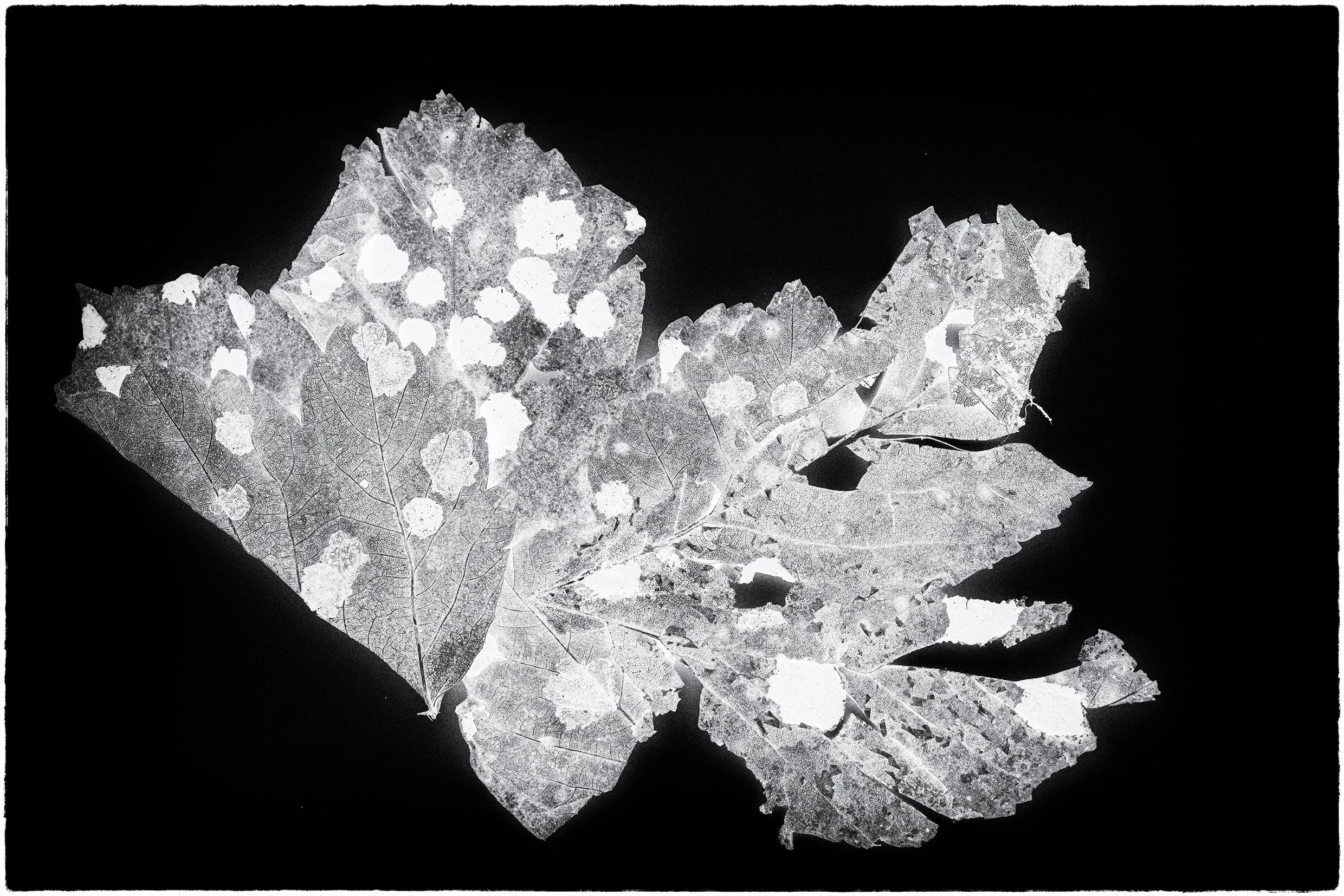 black and white negative landscape image