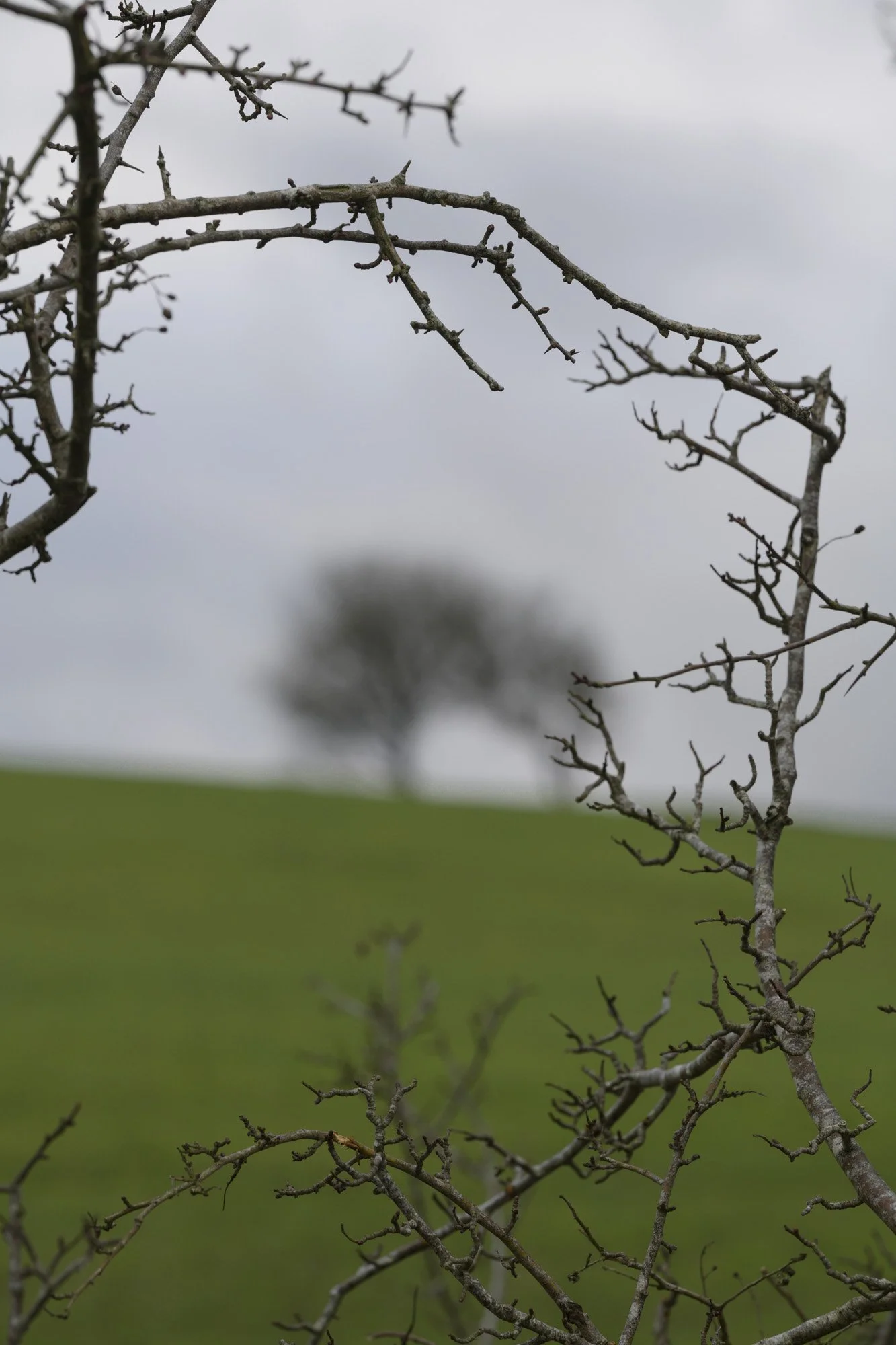 Dividing Lines 10 - thorny branch framing a lone tree in background