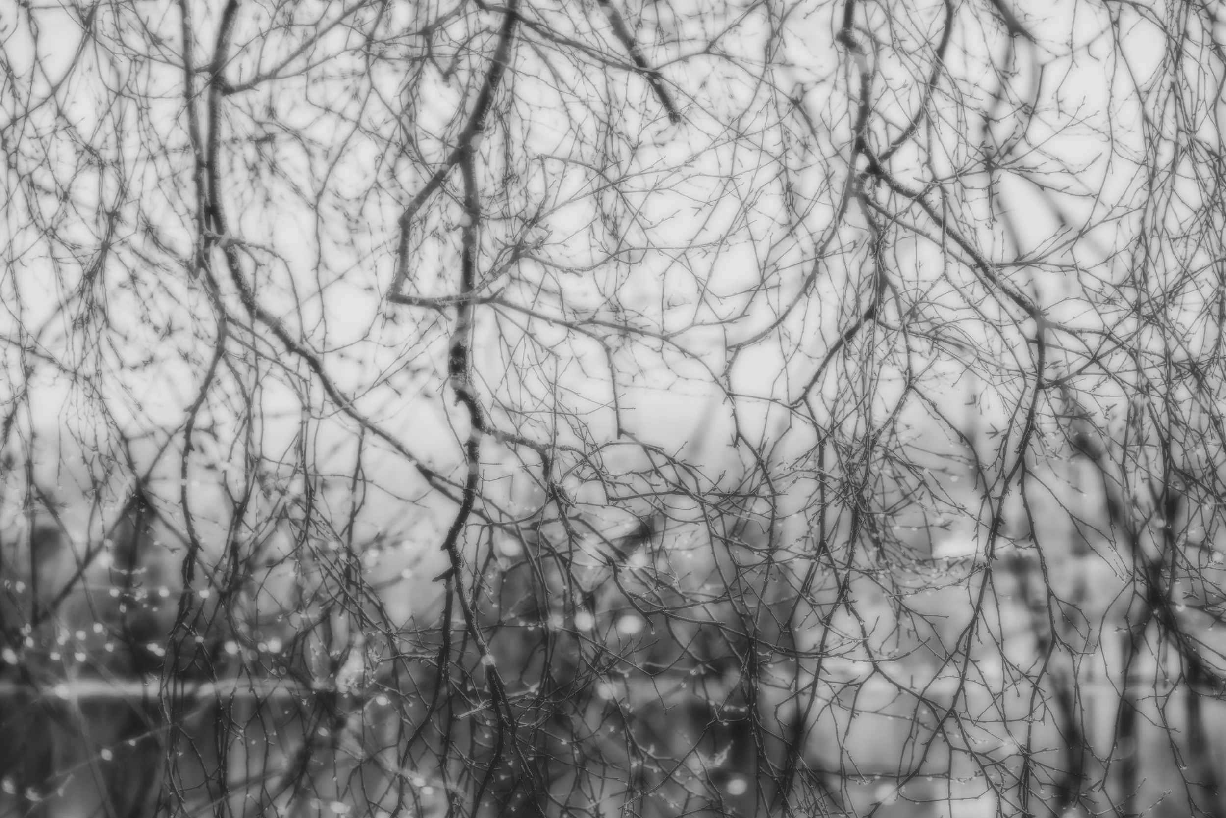 Close-up of bare tree branches on a foggy day with water droplets on some branches, viewed through a window.