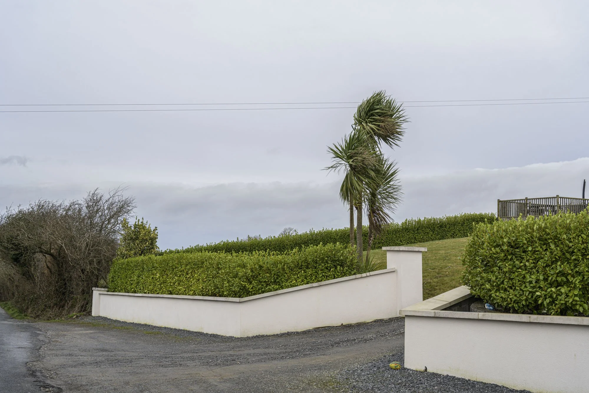 Dividing Lines 8 - windswept Torquay Palms in Donegal