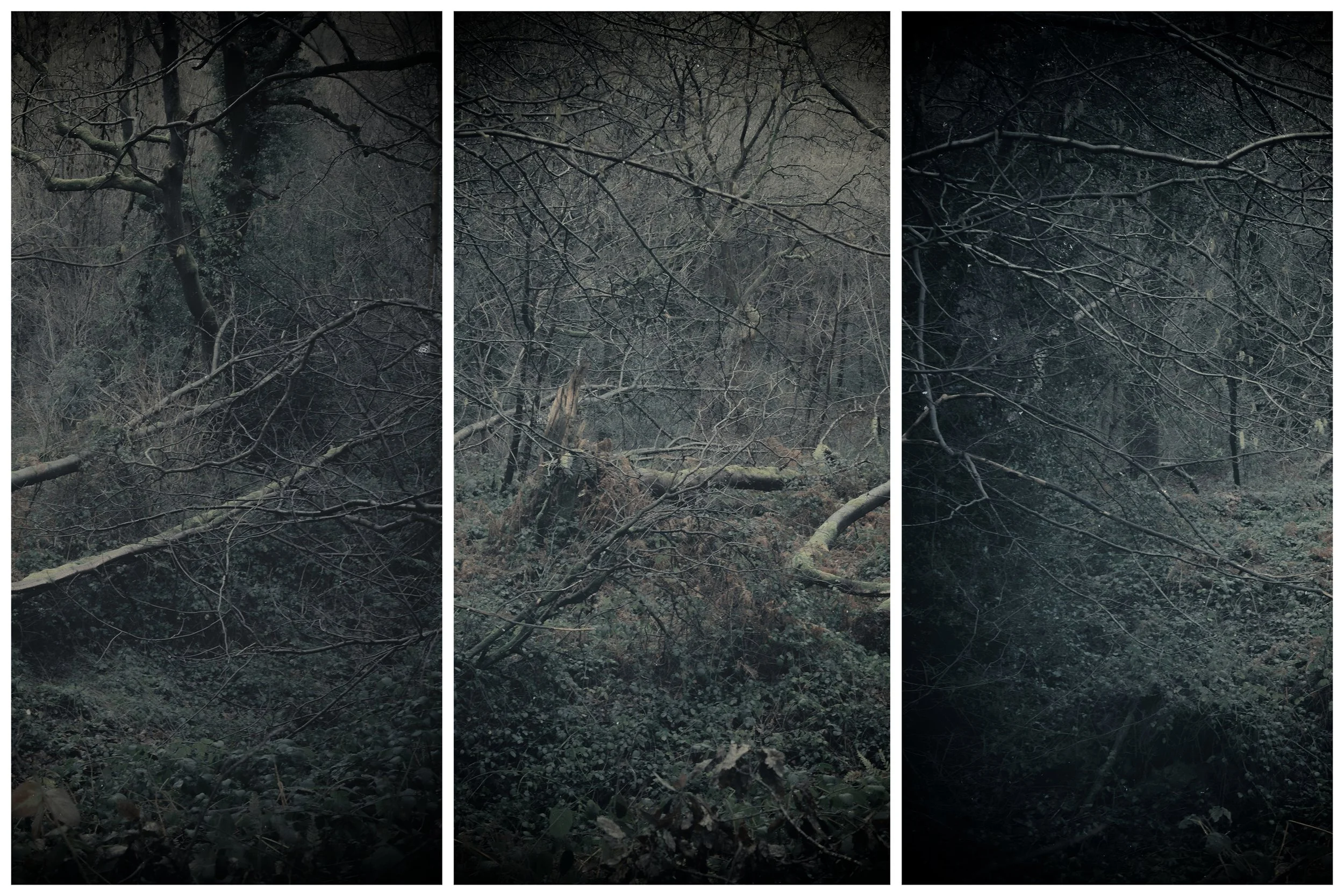 Woodland - three panels from a dark woodland scene from a small country park in Sheffield. Frankie McAllister took this picture just before the Spring and made this large piece.