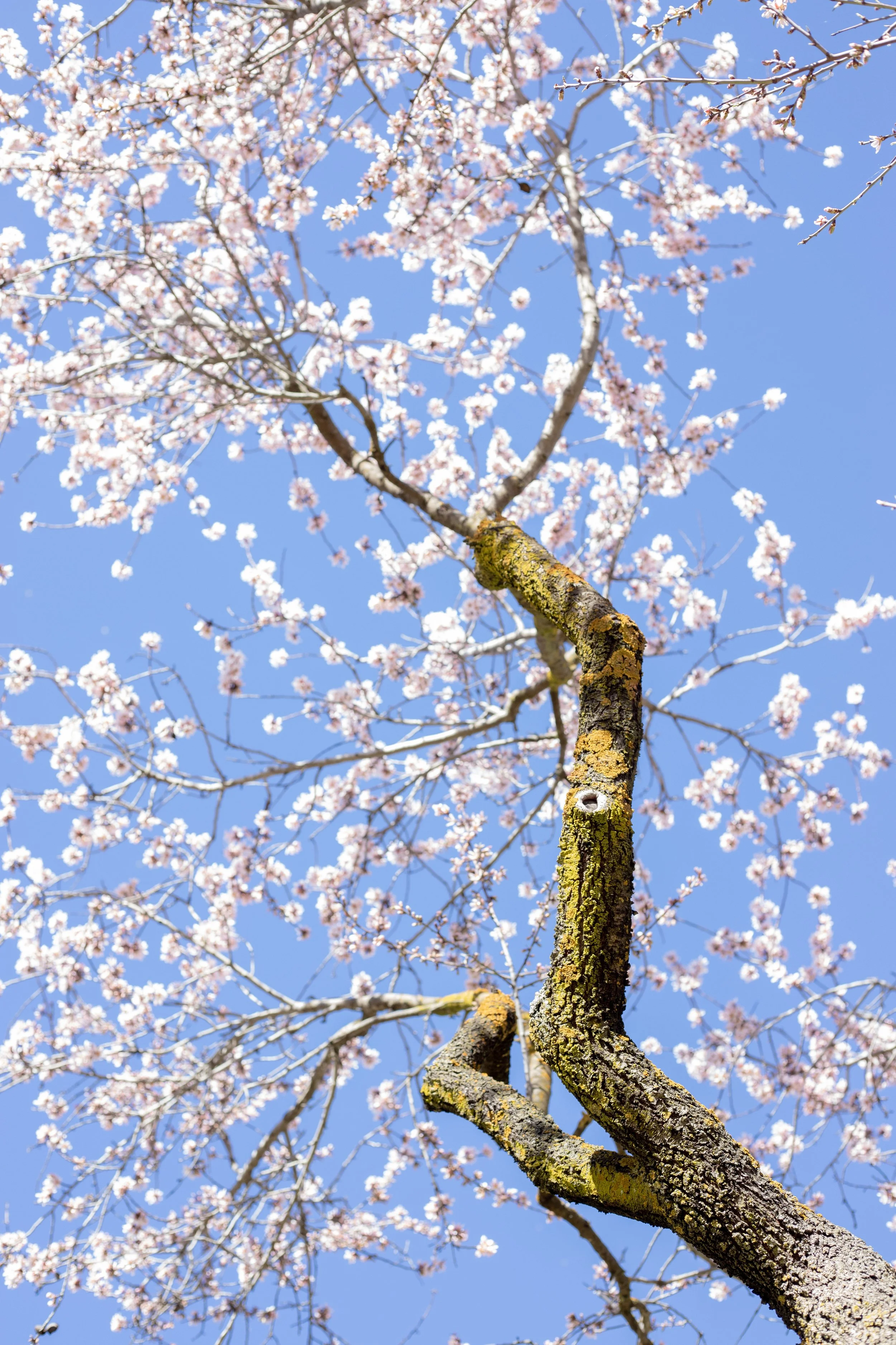 Cerezo en flor, nacimiento, primavera, crecimiento, paz, tranquilidad.