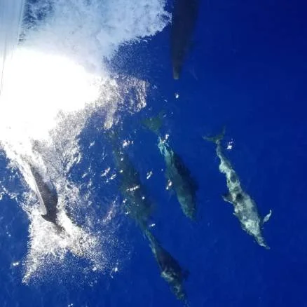 bottle-nose-dolphins.jpeg