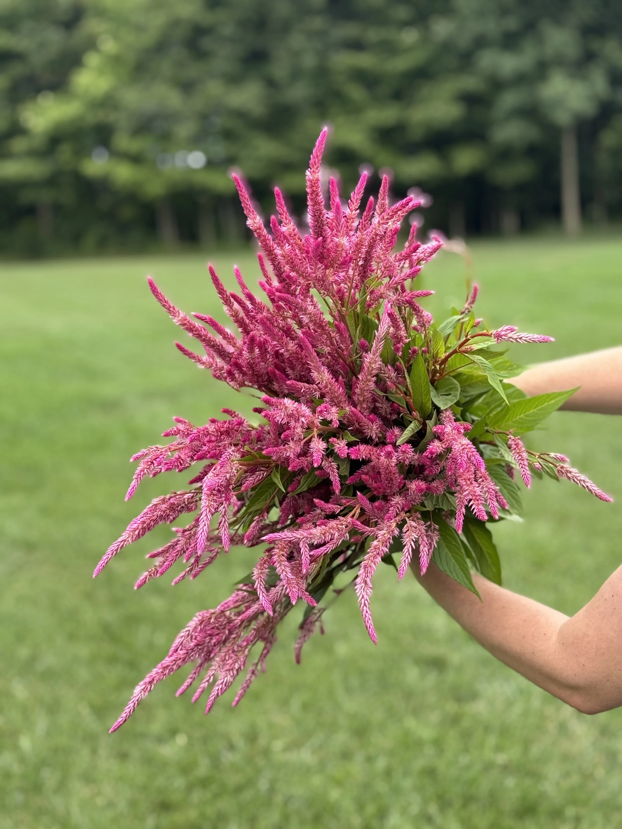 Pink feathery flowers held in hands with green grass and trees in the background.