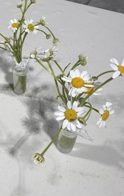 Two glass vases with daisies on a white surface, casting shadows.