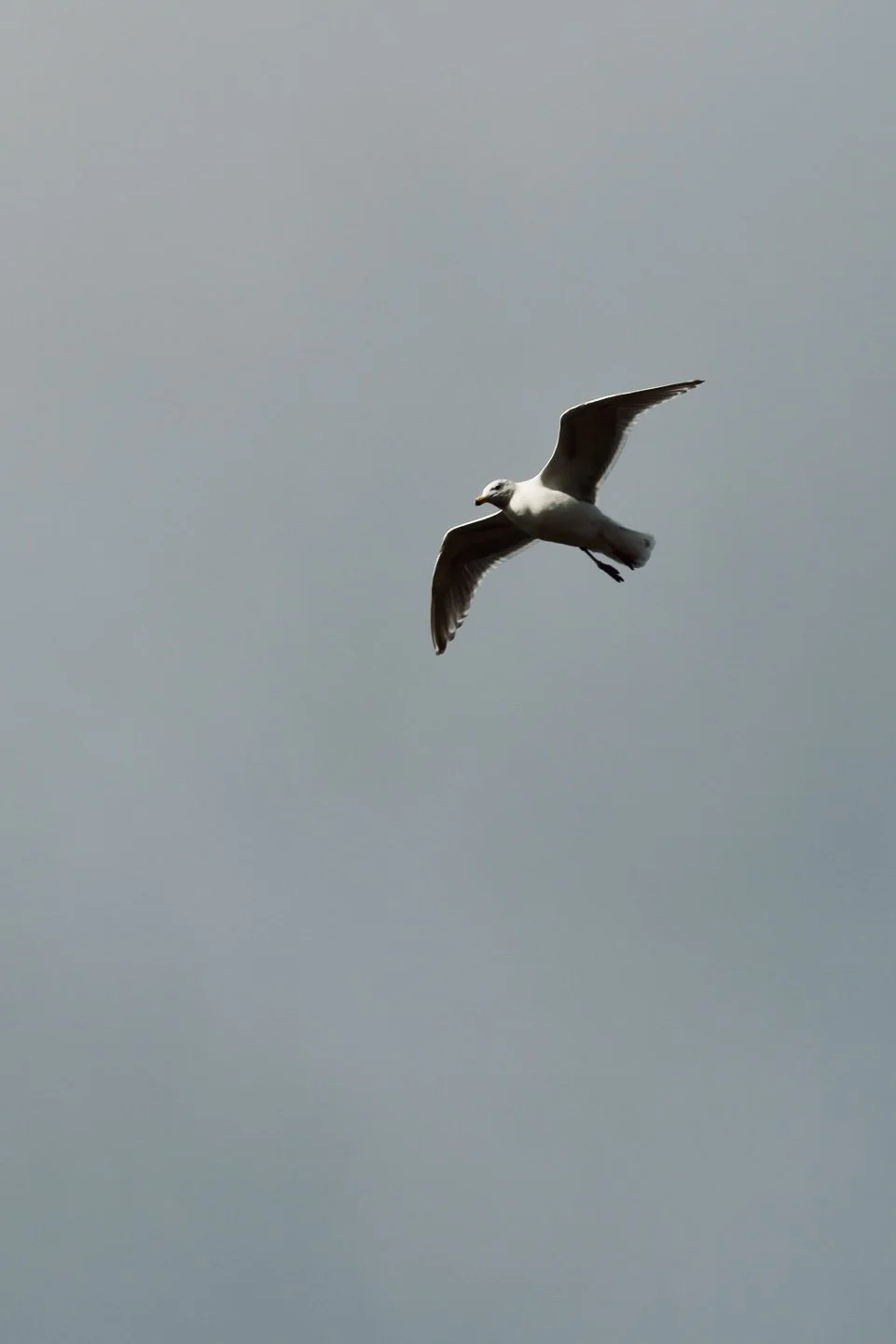 Seattle - Bird 5.JPEG