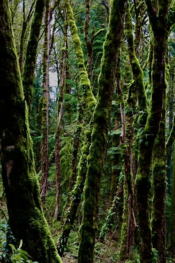 Portland - Moss Forest 4.JPEG