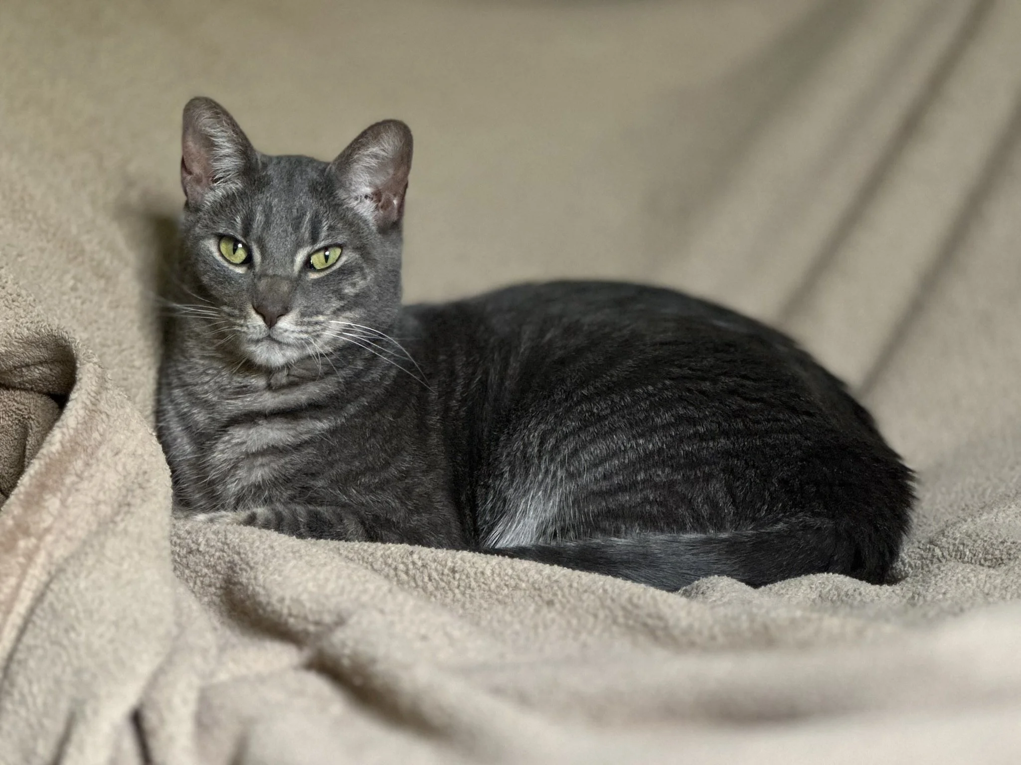 Indigo - Daybed 2.JPEG