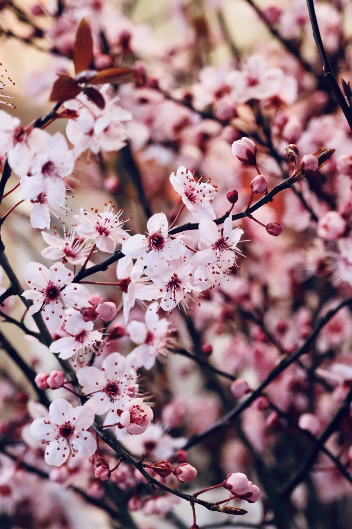 Seattle - Flower.JPEG