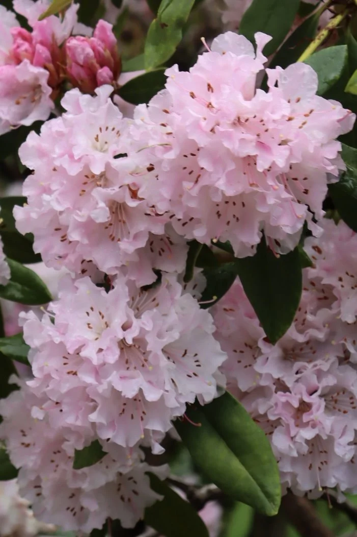 Portland - Flowers 2.JPEG