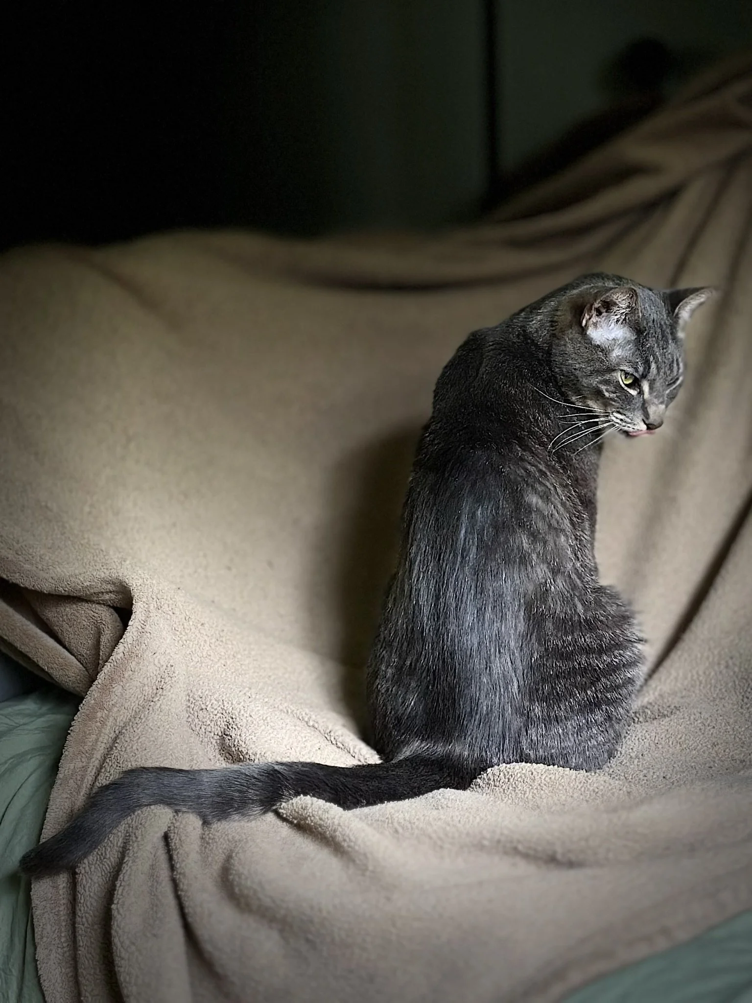 Indigo - Daybed 1.JPEG