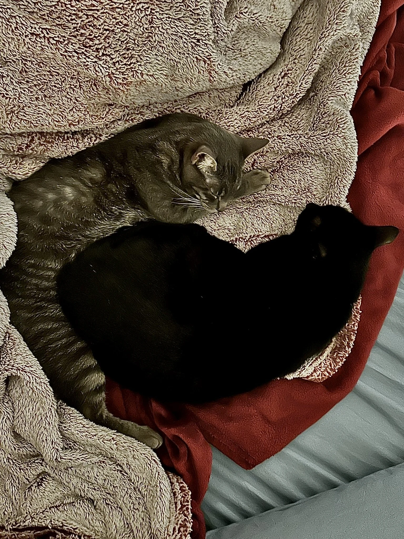 Cats - Cuddle 1.JPEG
