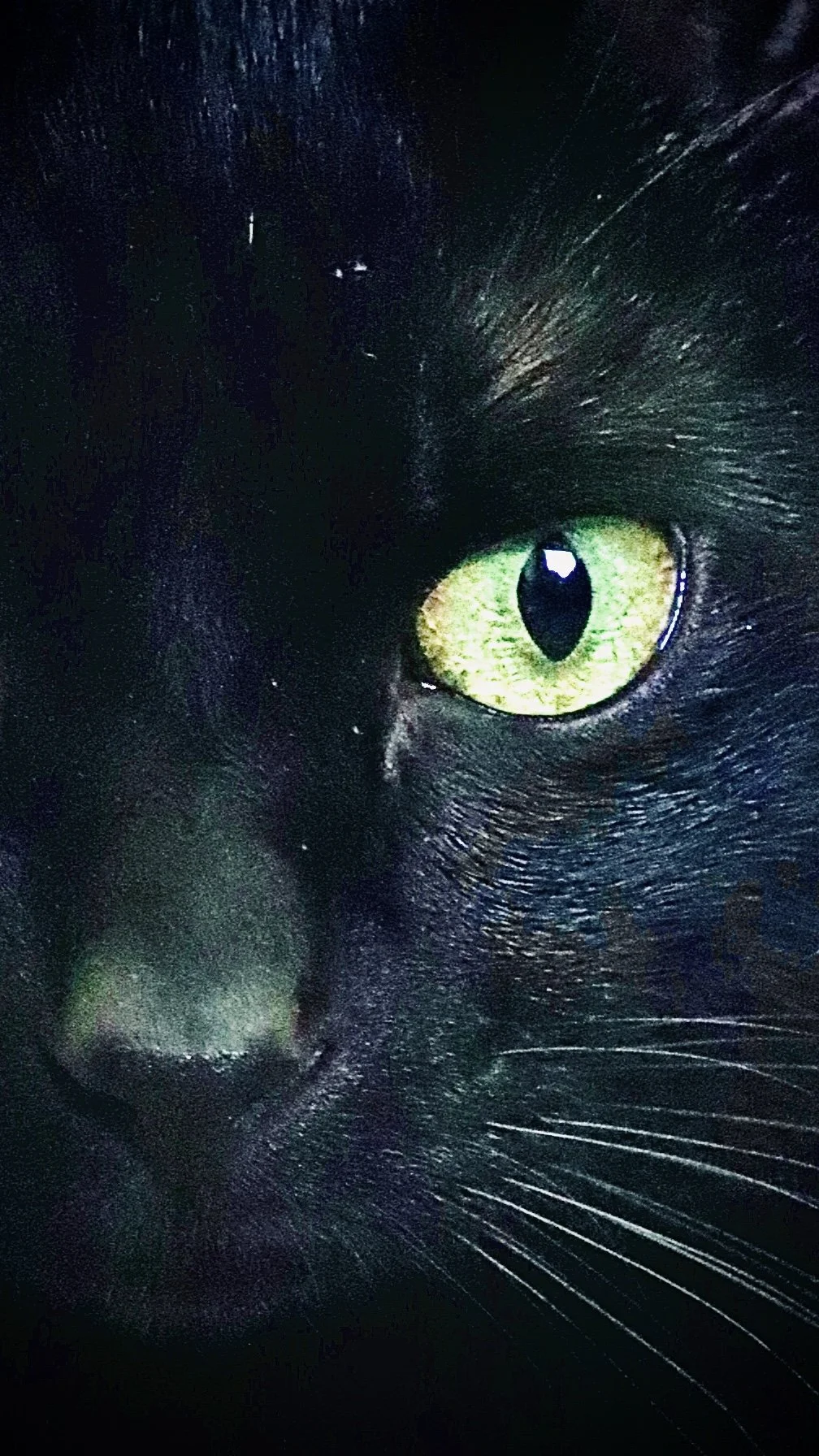 Cole - Portrait.JPEG