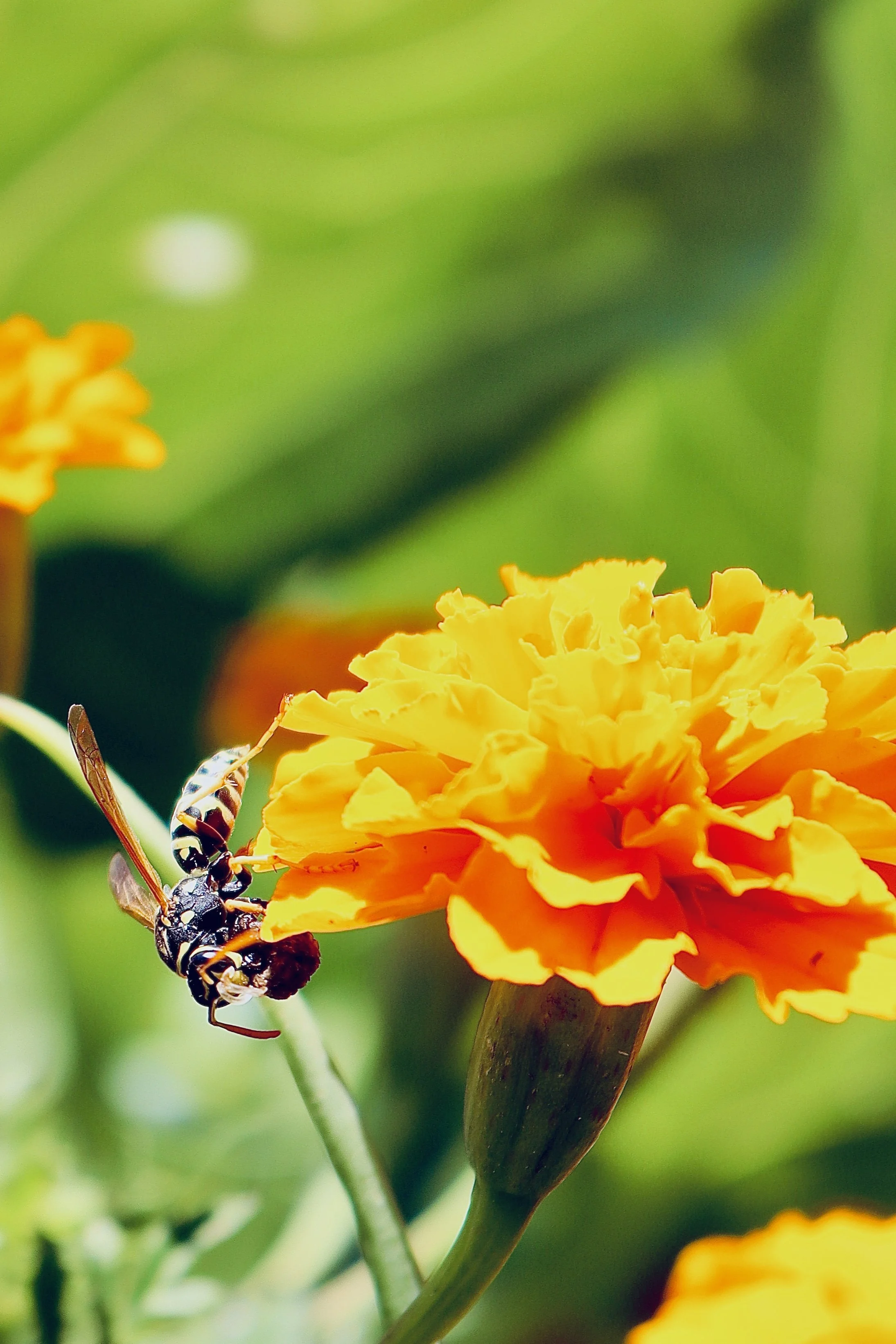 Denver - Flower - Bee.JPEG