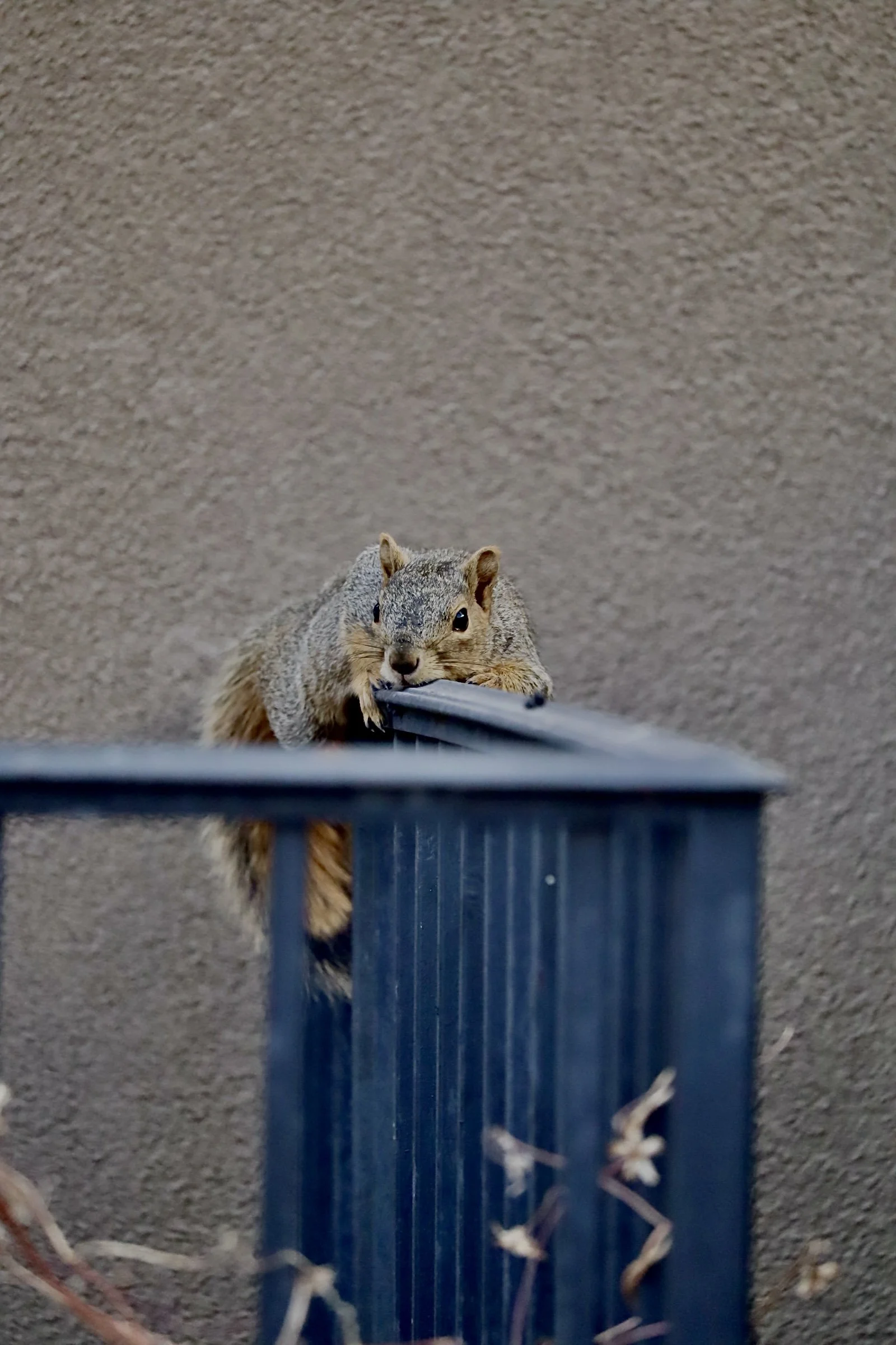 Denver - Animal 1.JPEG