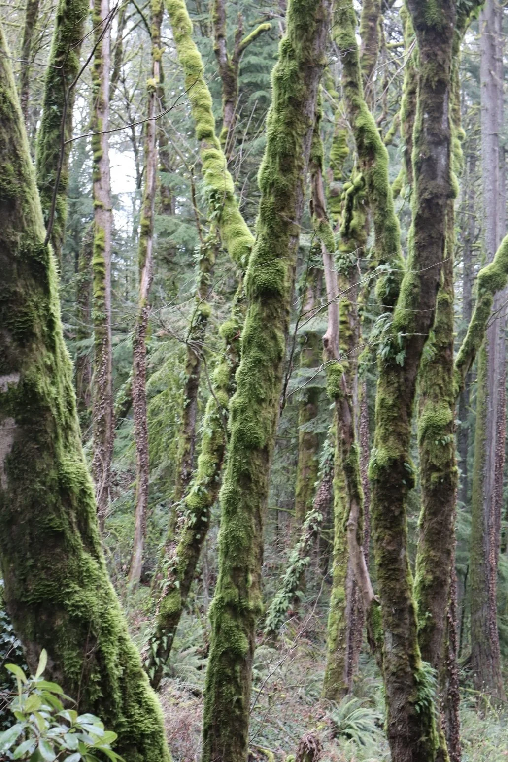 Portland - Moss Forest 2.JPEG