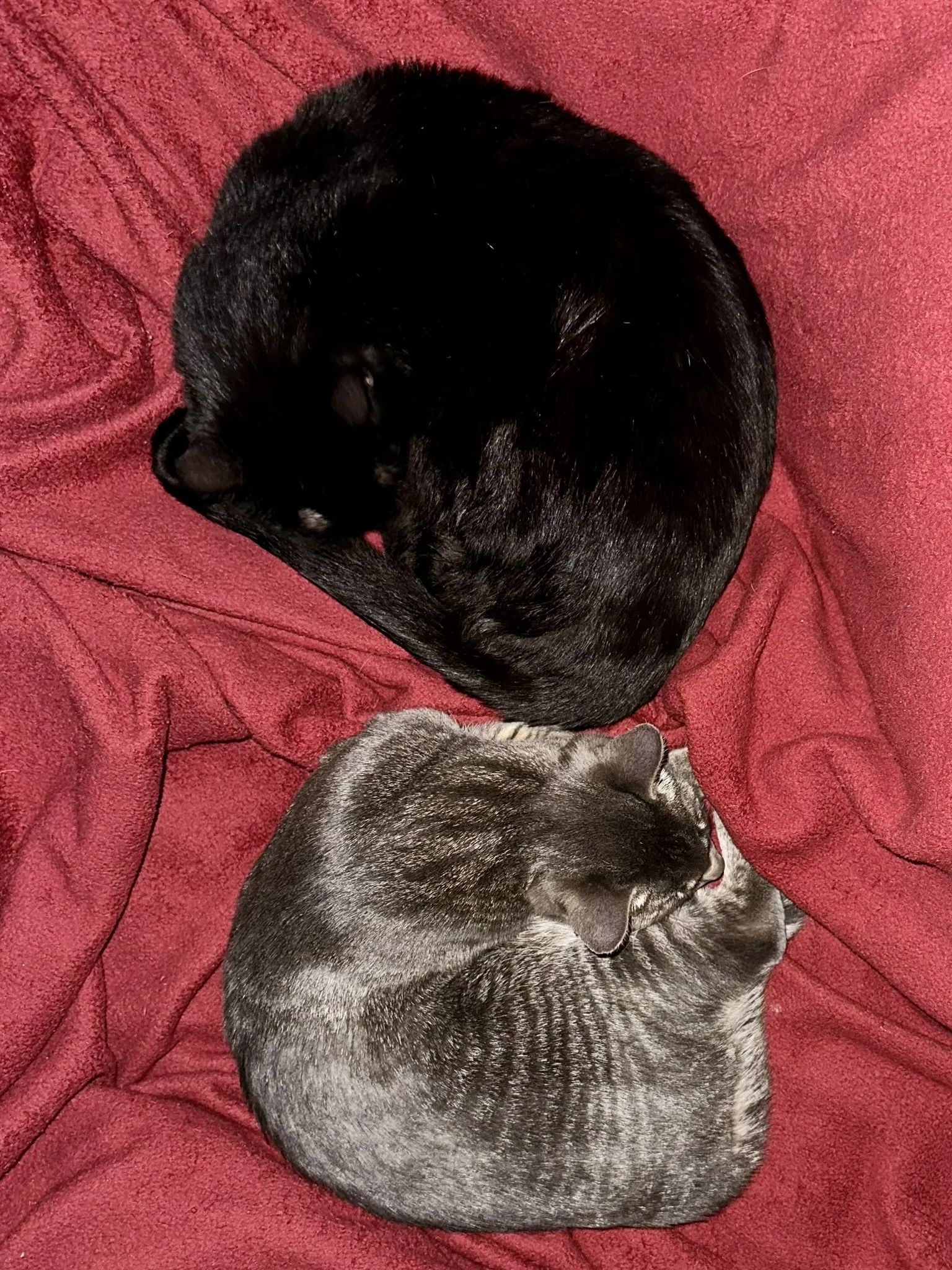 Cats - Red Blanket.JPEG
