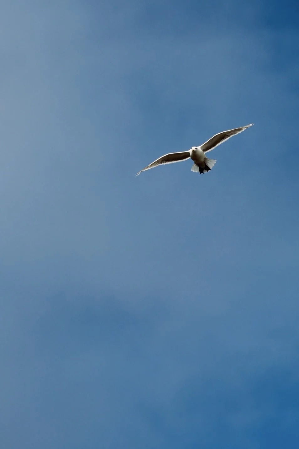 Seattle - Bird 4.JPEG