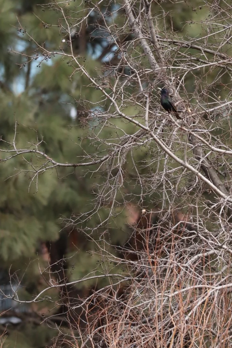 Denver - Park 8.JPEG