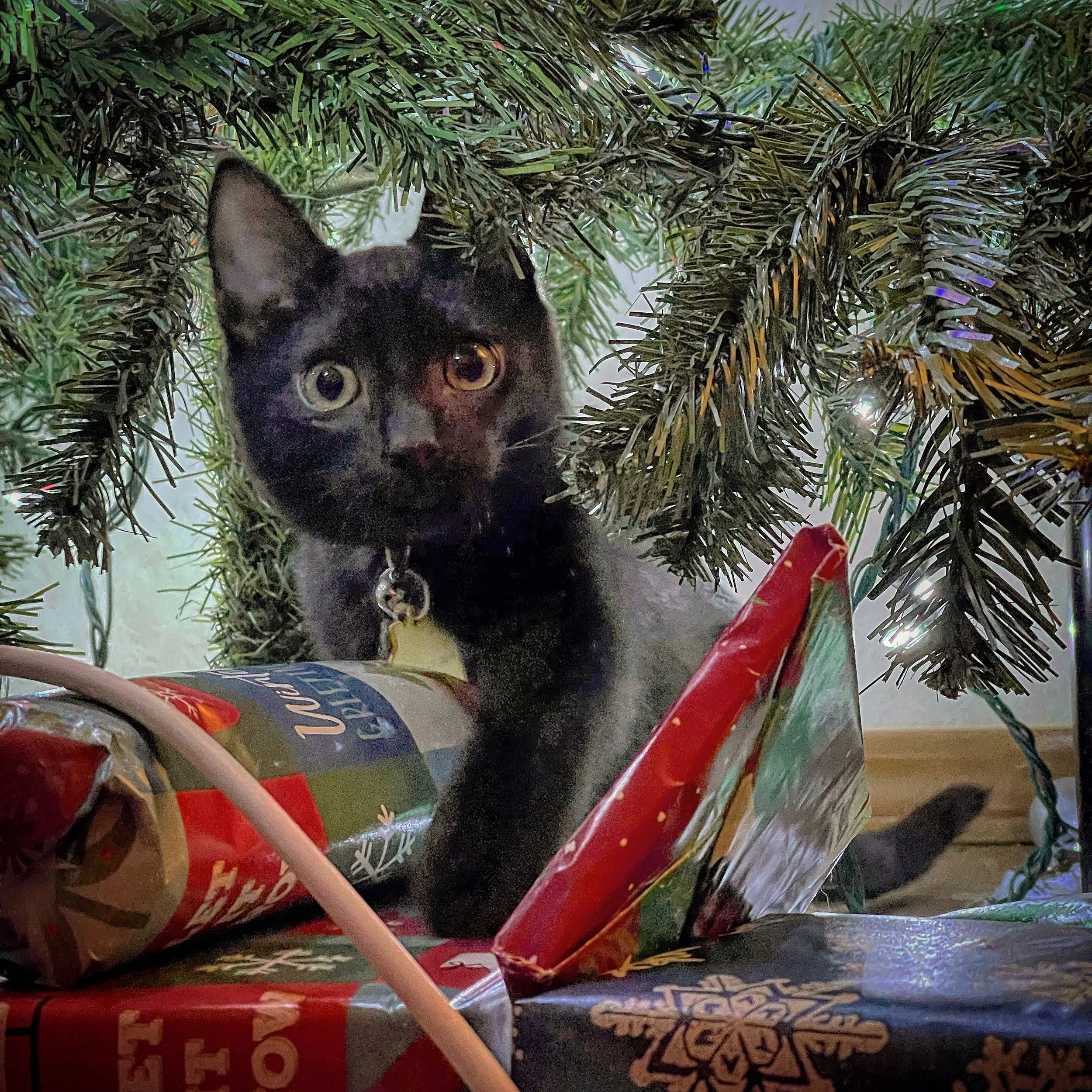 Cole - Christmas.jpg