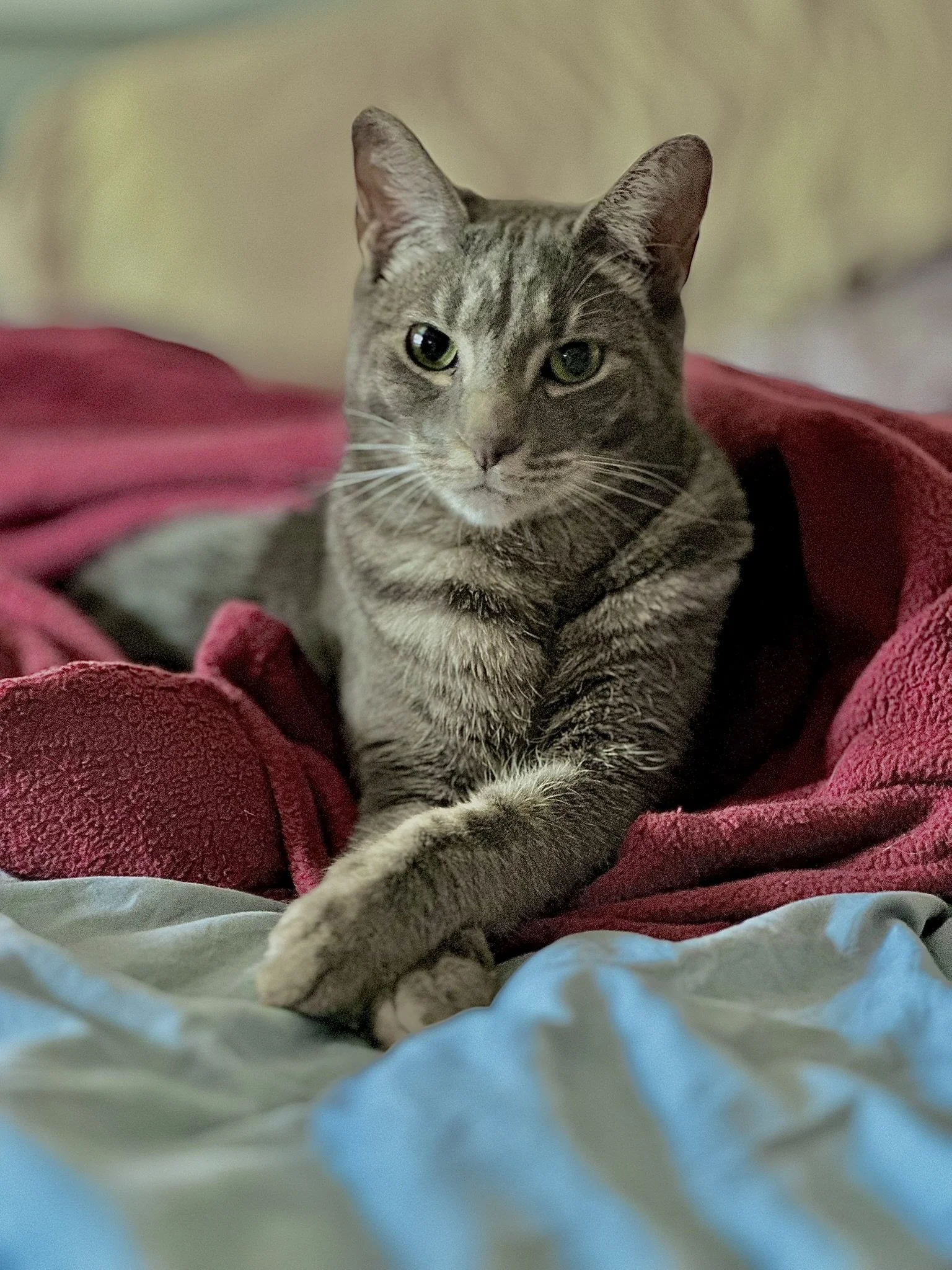 Indigo - Proper 2.JPEG