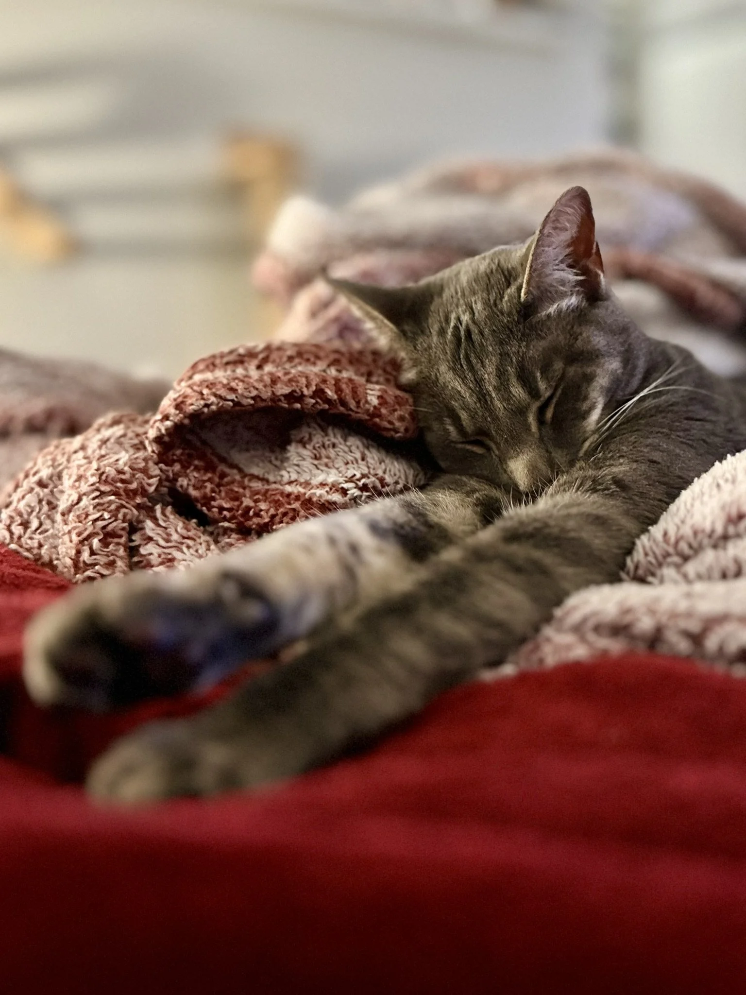 Indigo - Sleeping.JPEG