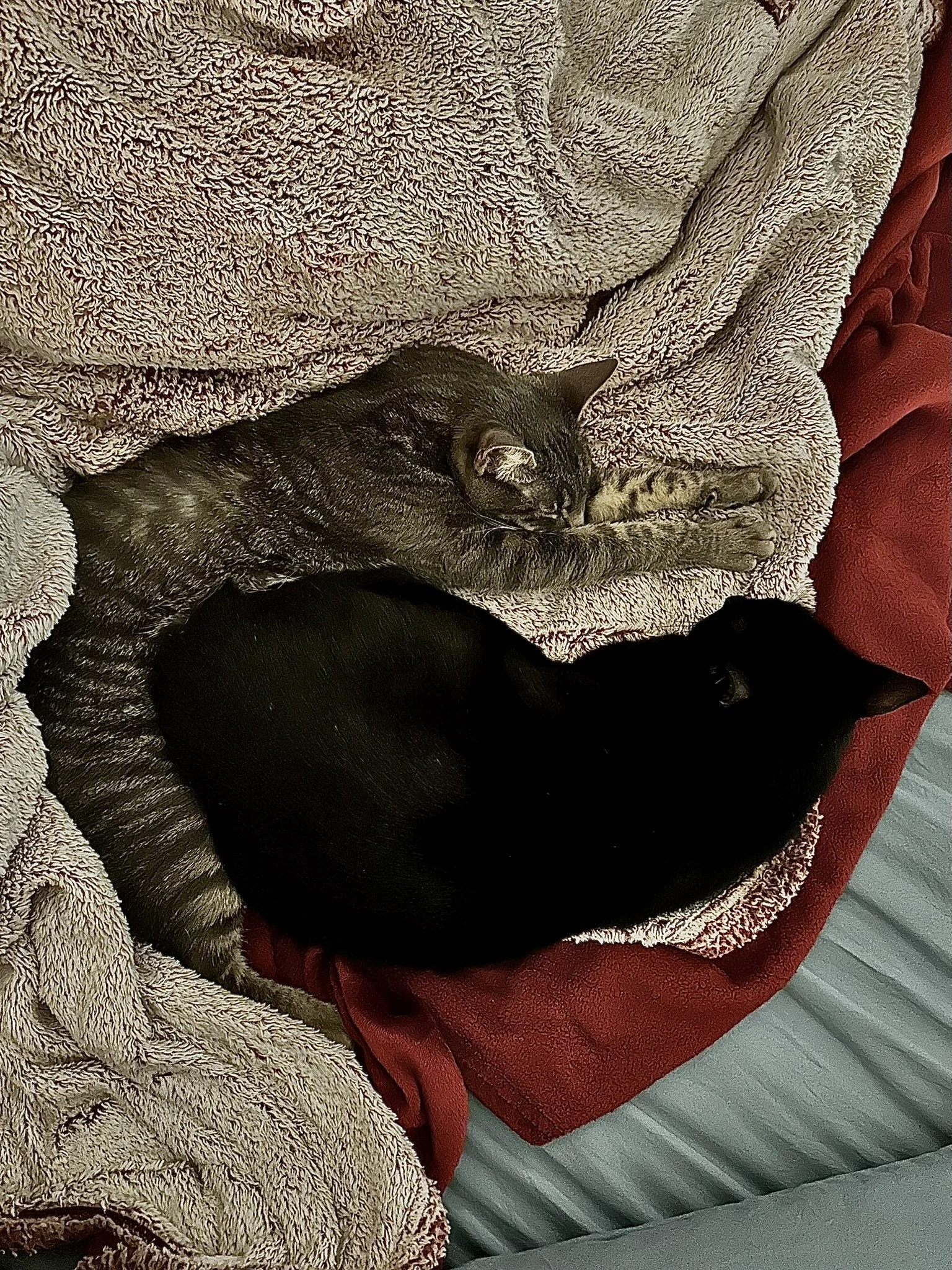 Cats - Cuddle 2.JPEG