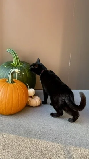 Cole - Pumpkins 2.JPEG