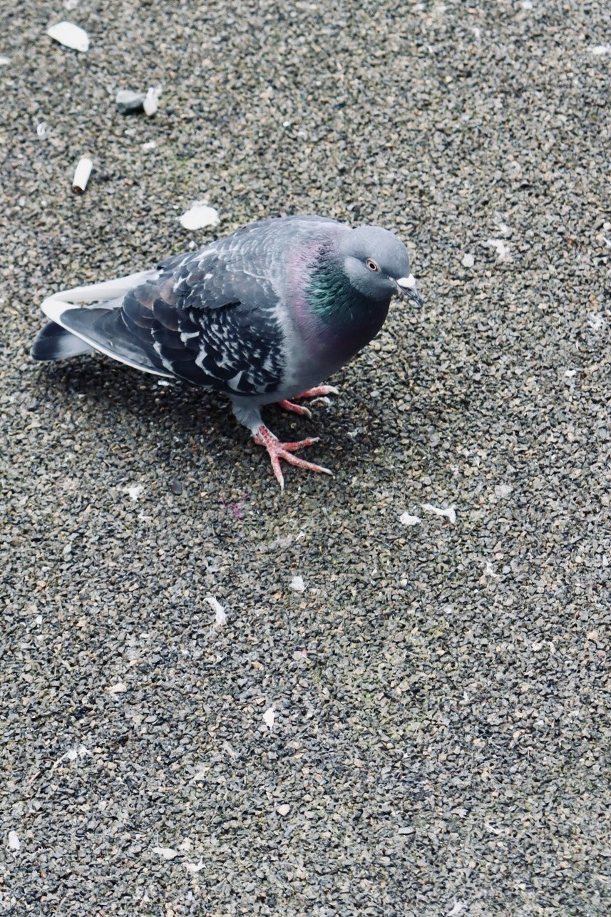 Seattle - Birds 3.JPEG