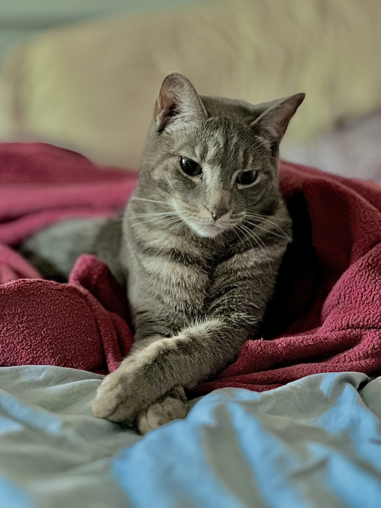 Indigo - Proper 1.JPEG