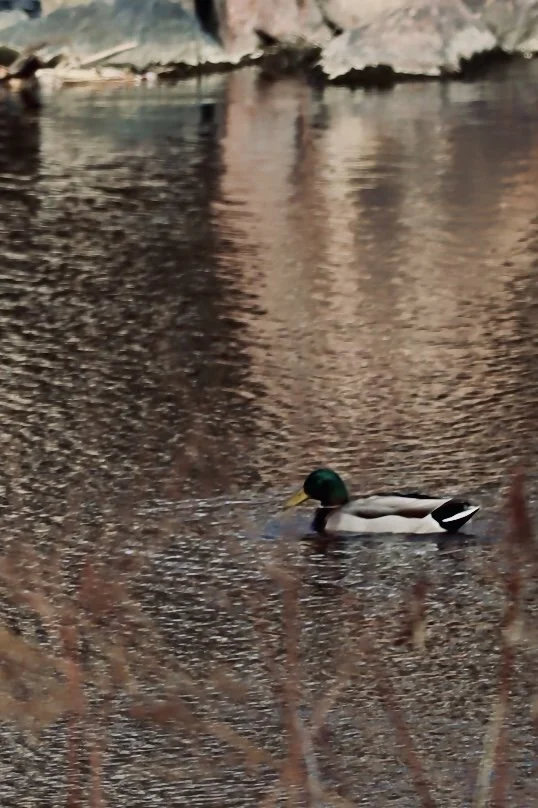 Denver - Park 3.JPEG