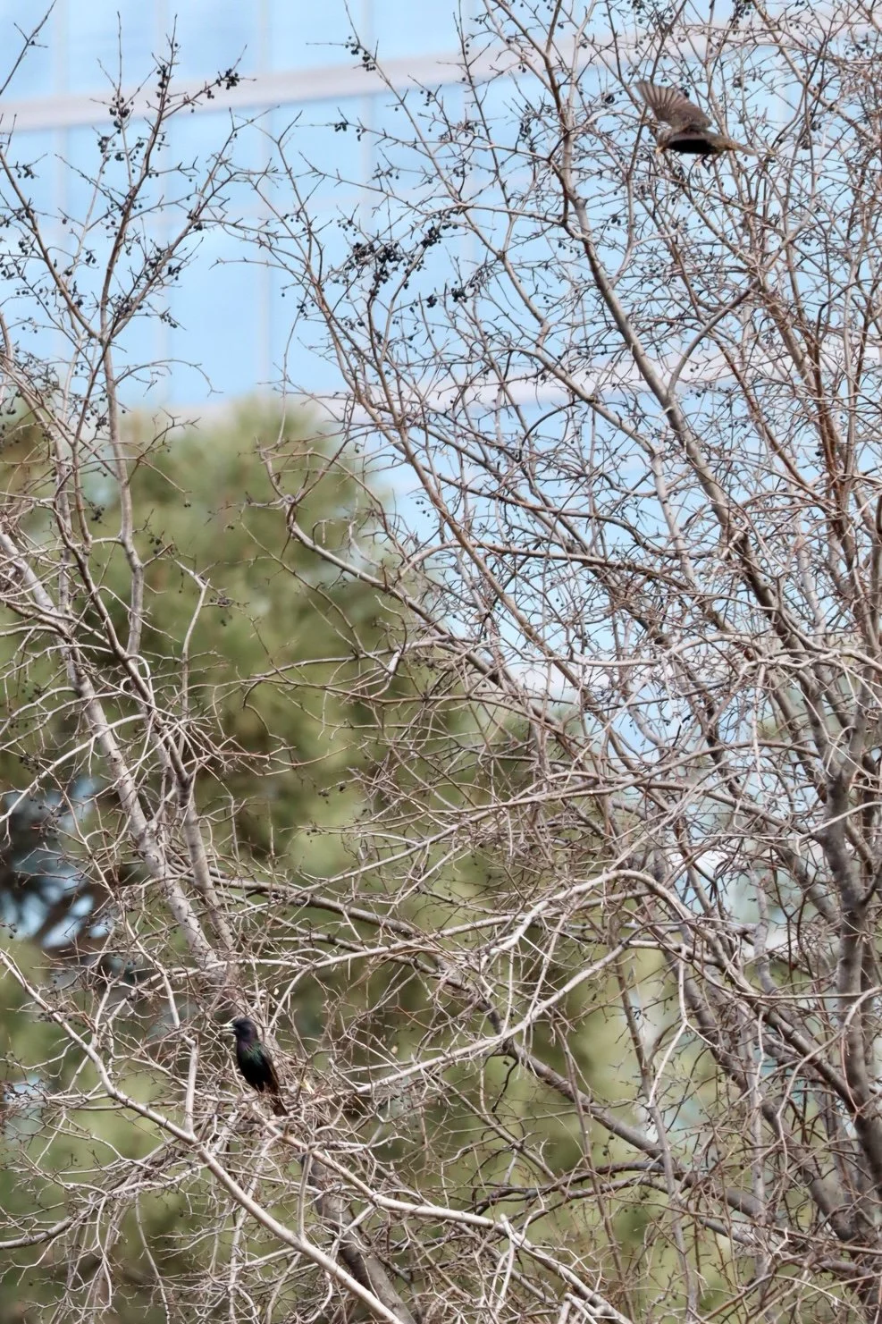 Denver - Park 9.JPEG