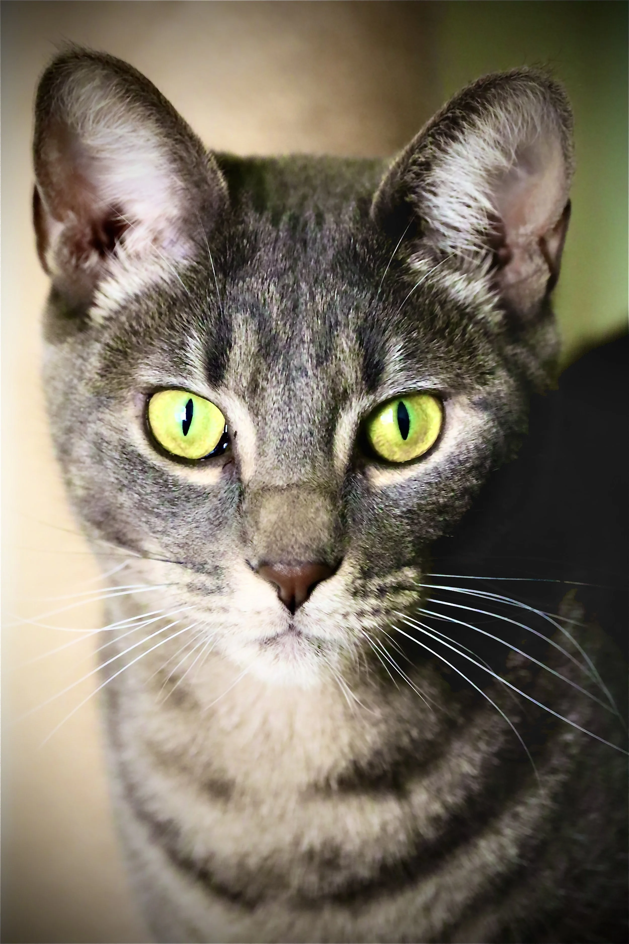 Indigo - Straight On.JPEG