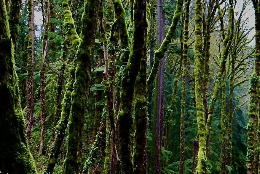 Portland - Moss Forest 3.JPEG