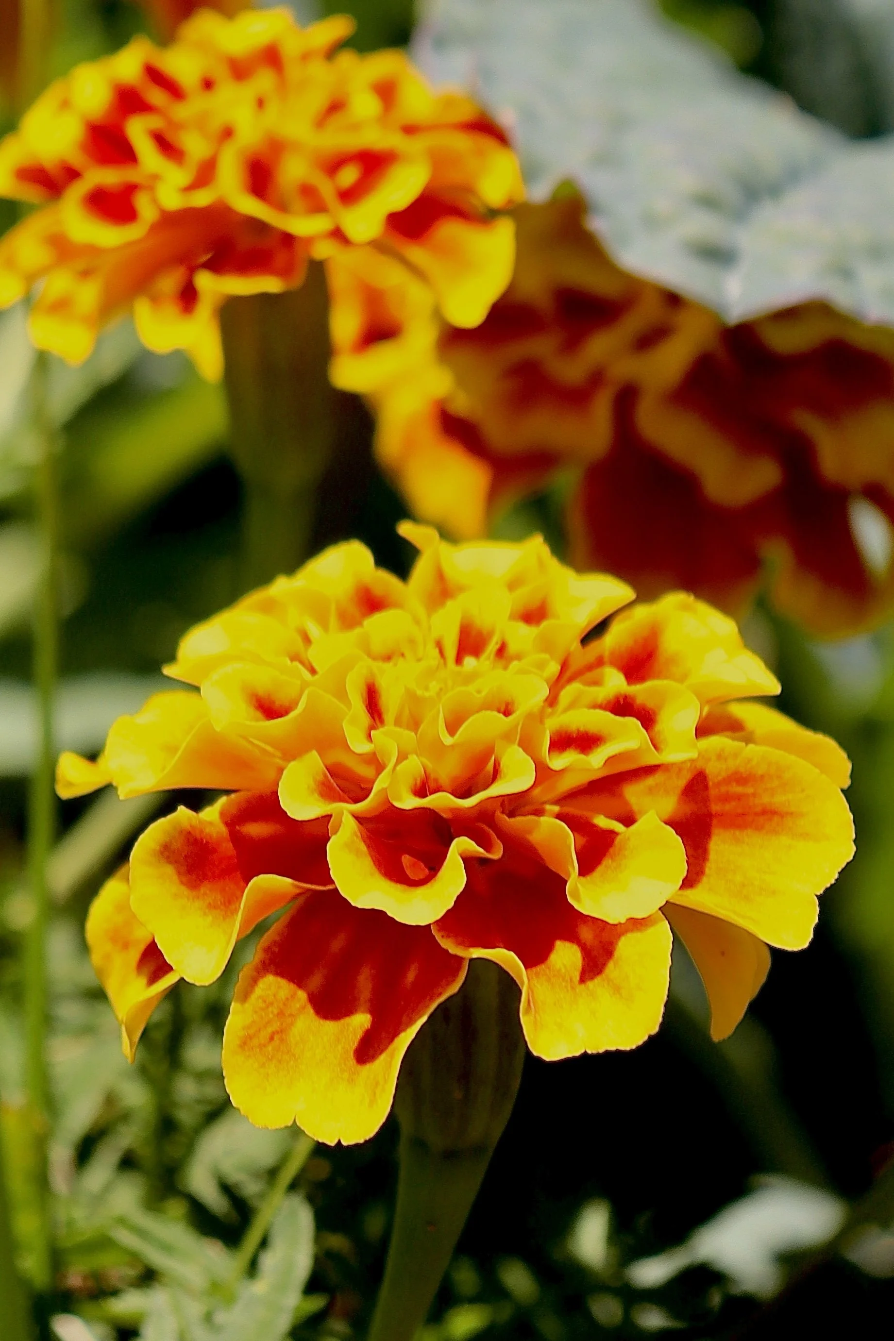 Denver - Flower - Orange.JPEG