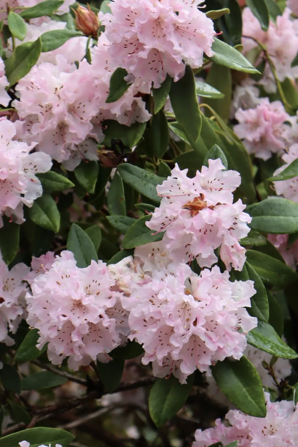 Portland - Flowers 1.JPEG