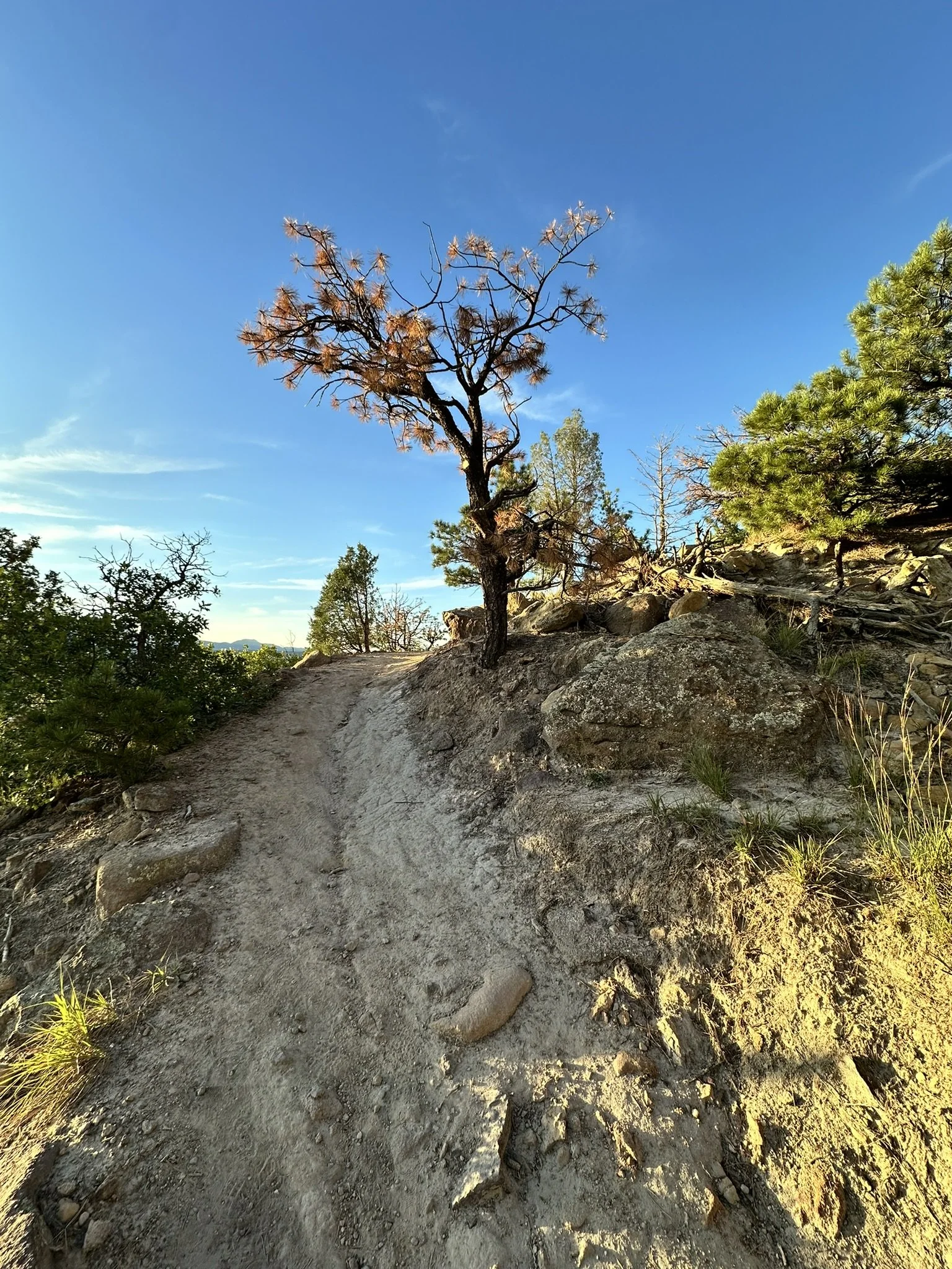 COS - Pulpit Rock - Path 1.JPEG