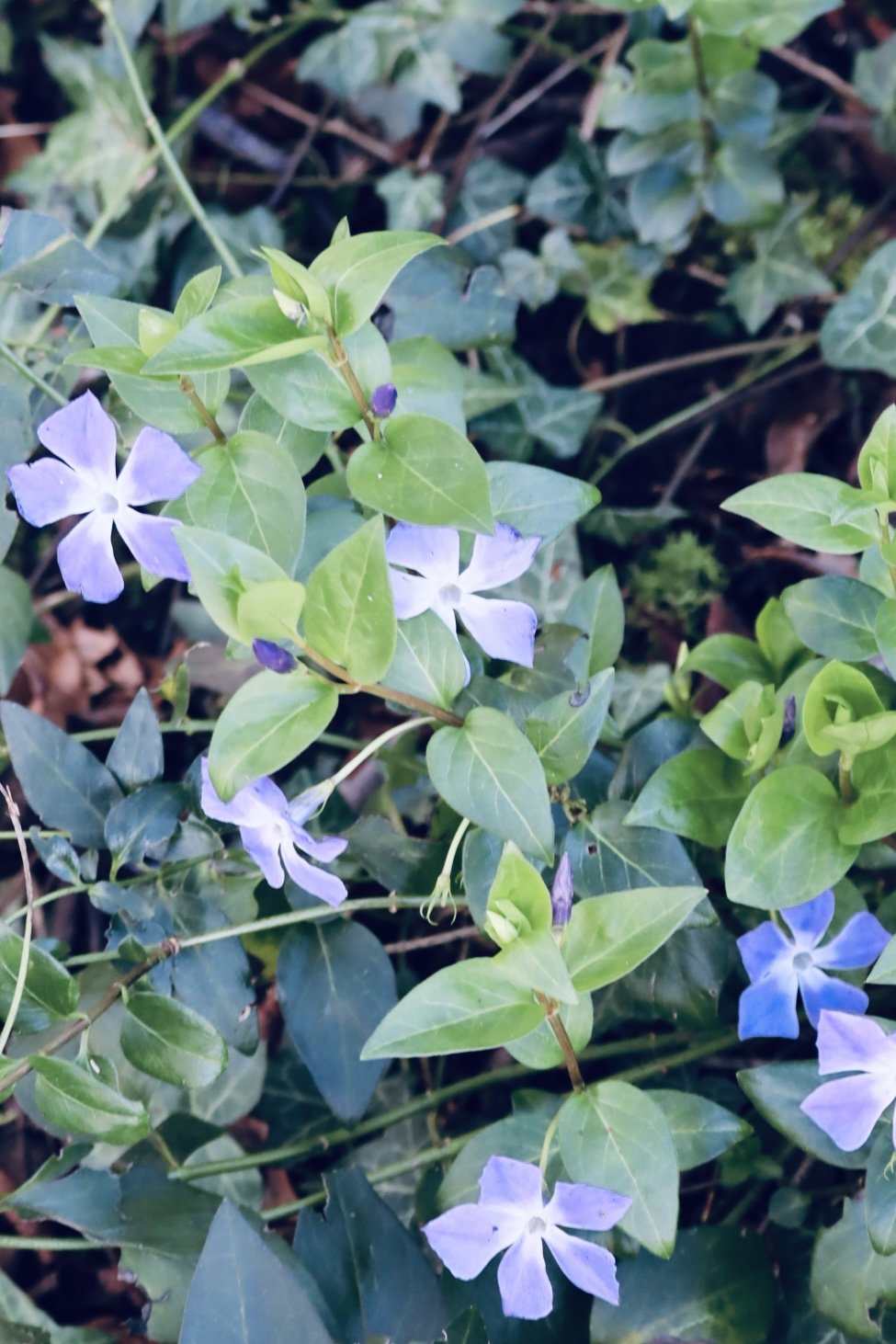 Seattle - Flowers 2.JPEG