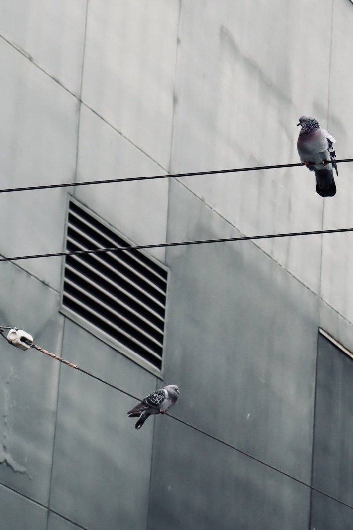 Seattle - Birds 2.JPEG