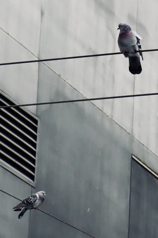 Seattle - Birds 1.JPEG