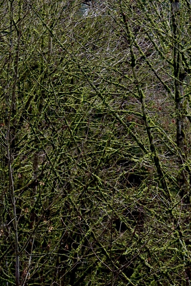 Portland - Moss Forest 1.JPEG