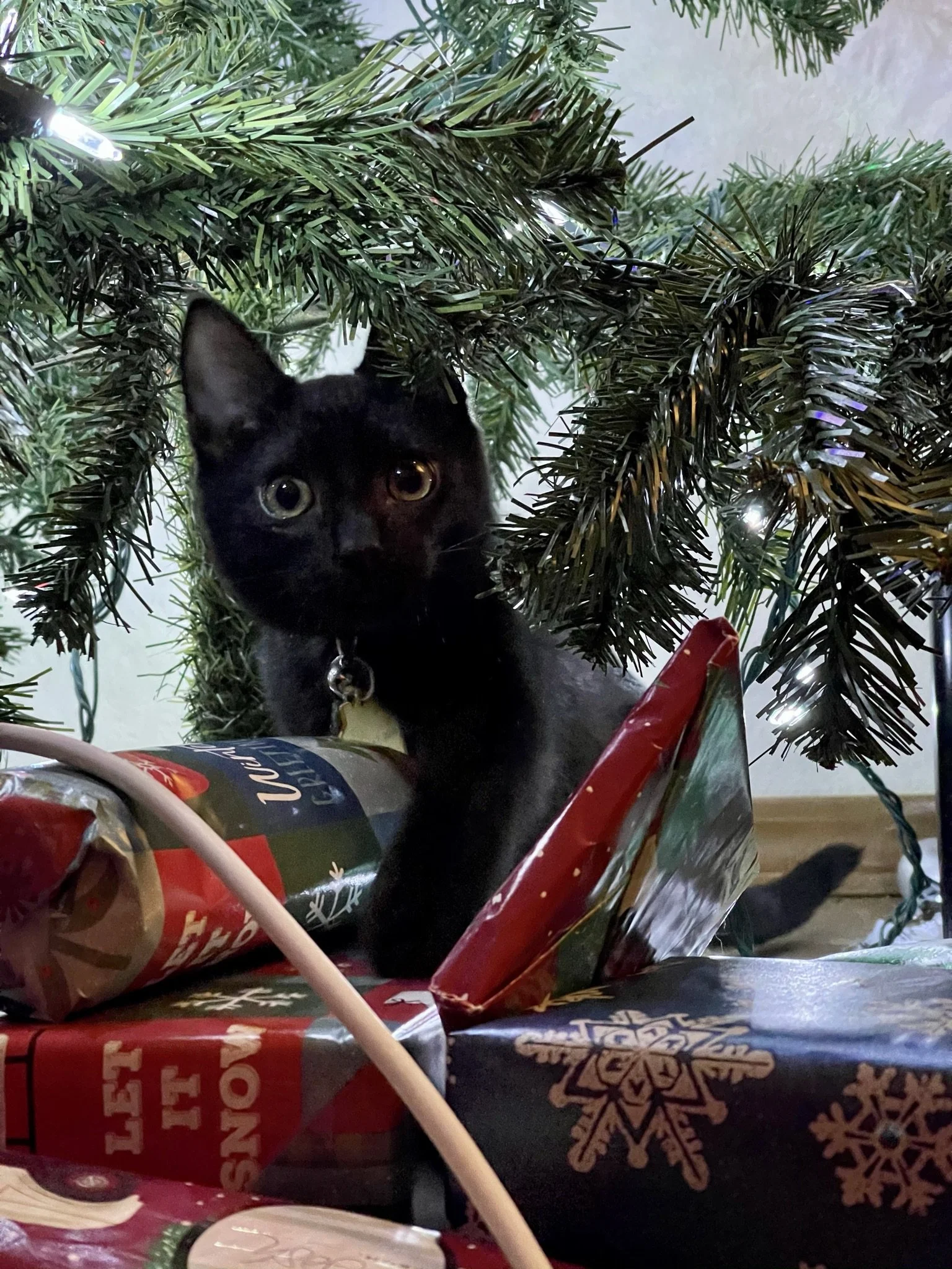 Cole - Christmas.JPEG