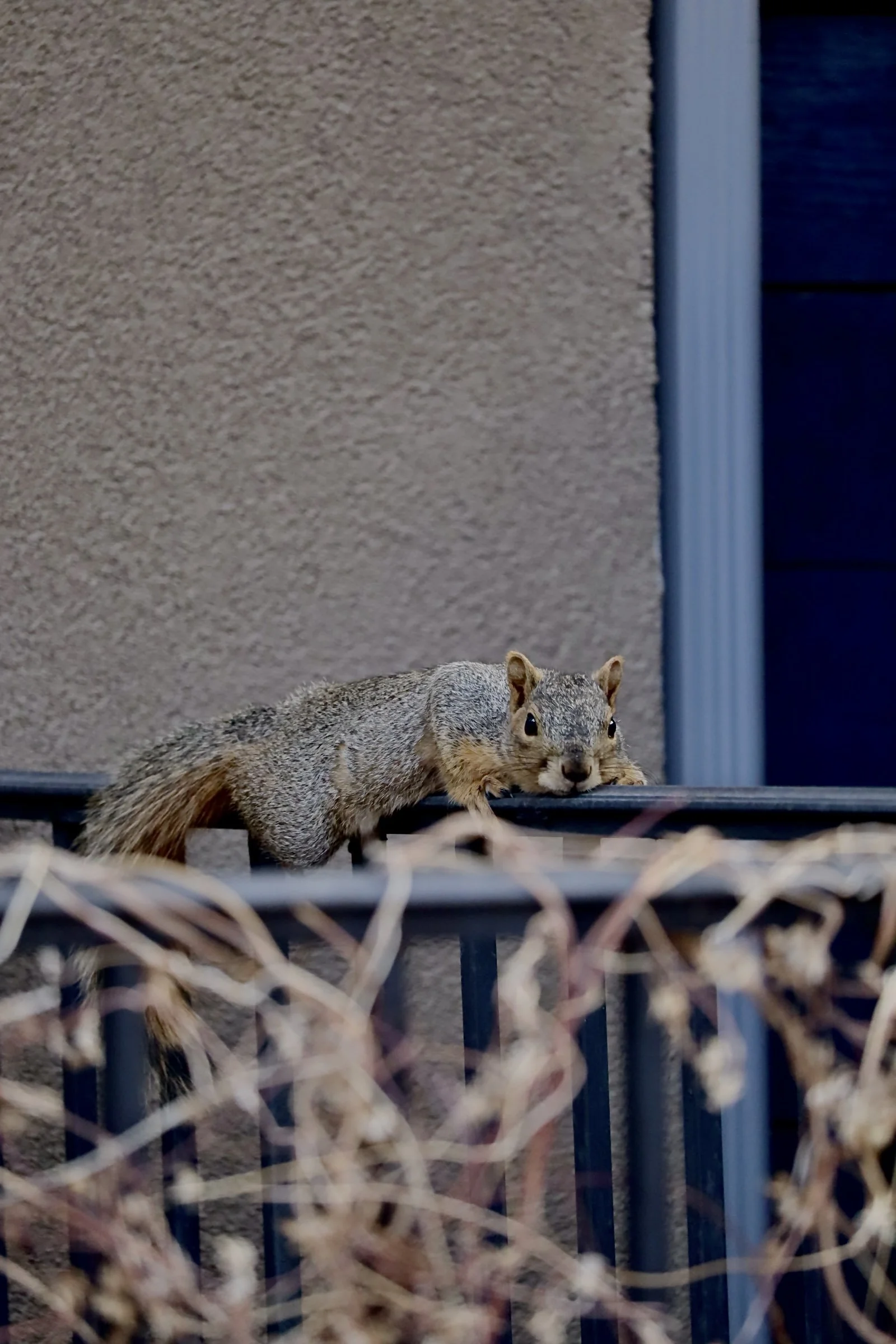 Denver - Animal 2.JPEG